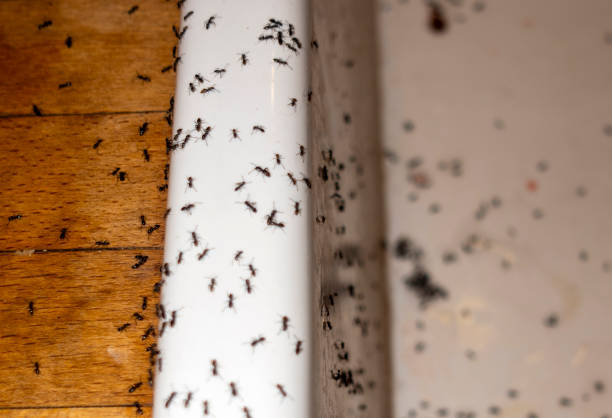 Best Insect Control  in New London, CT