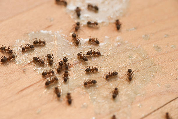 Wildlife Control Services in New London, CT