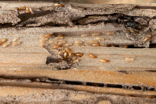 Best Ant Control Services  in New London, CT