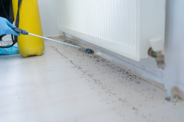 Best Emergency Pest Control  in New London, CT
